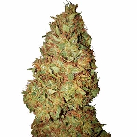 Honey Cookies CBD+ > CBD+ Buds